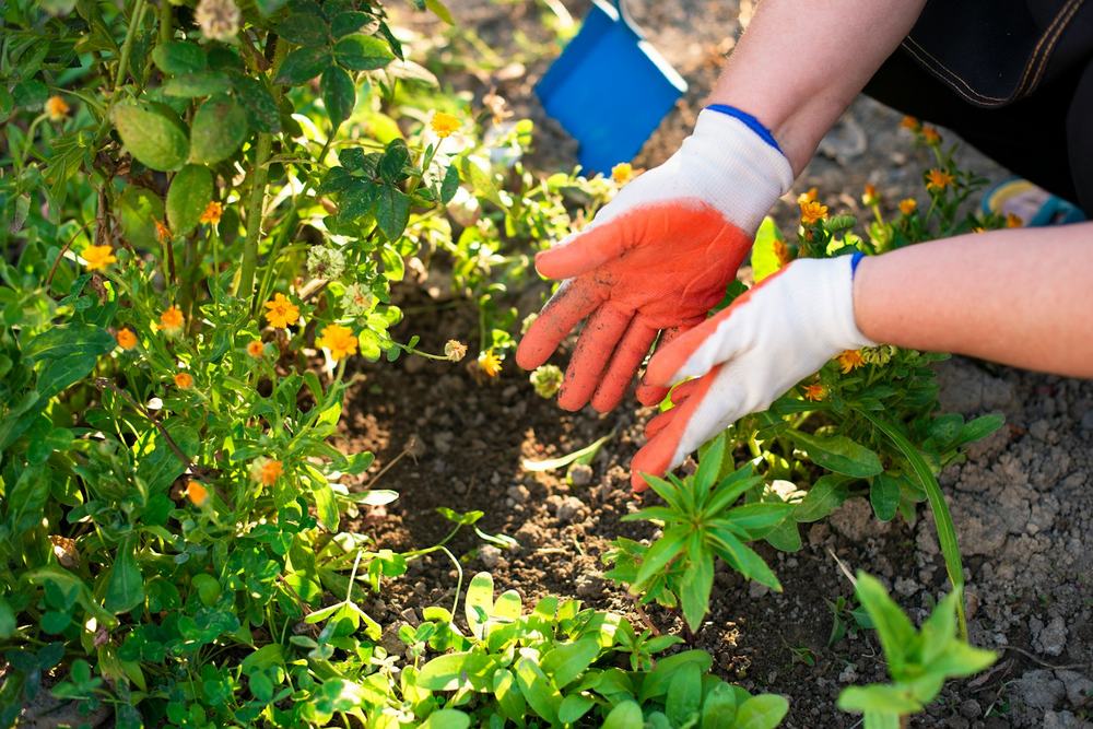 Gloved hands planting in a garden bed